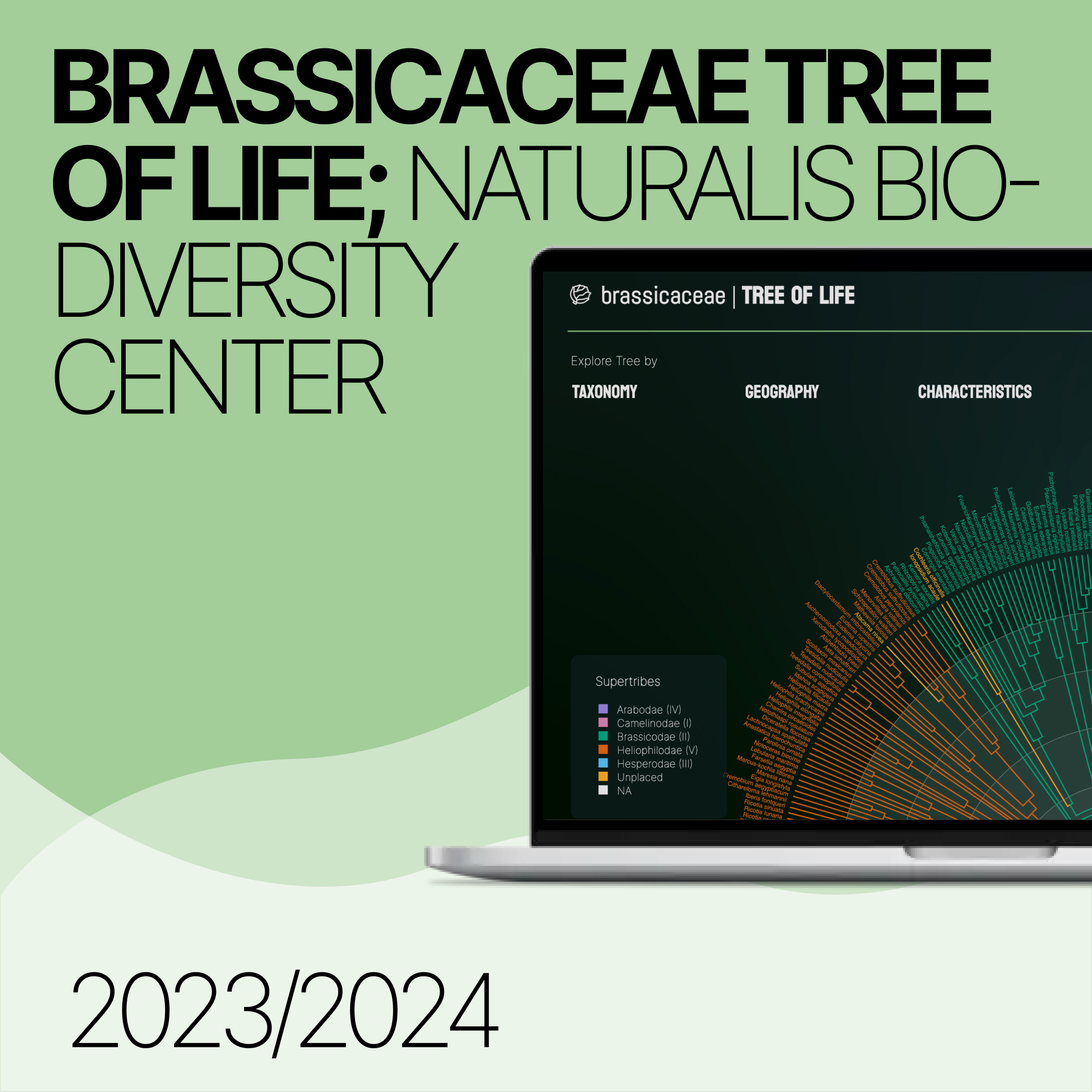 Brassicaceae Tree of Life: Naturalis Biodiversity Center